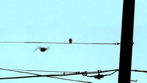 Criminal Minds: 1×4