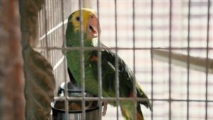 Only Murders in the Building: 2×9