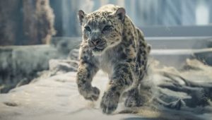 His Dark Materials: 3×7