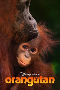 Nonton Orangutan 2026